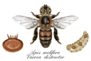 Varroa Destructor