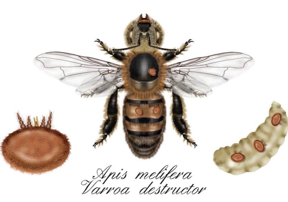 Varroa Destructor