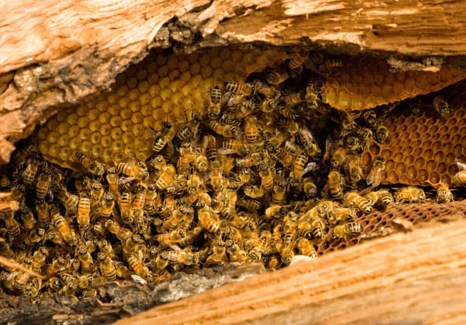 Honey bees with comb inside fallen tree